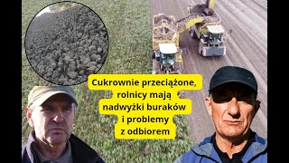 Kampania buraczana: Cukrownie przeciążone, rolnicy mają nadwyżki buraków i problemy z odbiorem