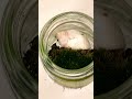 cute crafts lofi chill moss nature