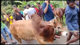 বিখ্যাত গরুর বাজার, বাজালিয়া, সাতকানিয়া, চট্টগ্রাম, বাংলাদেশ