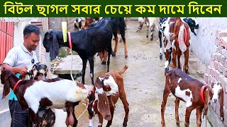 দুধের ছাগল সহ বিটল ছাগল সবার চেয়ে কম দামে দেয়ার ঘোষনা হালিম ভাইয়ের goat farm