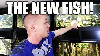 ALL MY NEW FISH!!