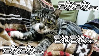 ＃183　こたつ布団をフミフミする猫　A cat who makes a kotatsu futon