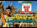 Tanam BISI 99, produksi tinggi dan  mudah diterima pabrik pakan ternak