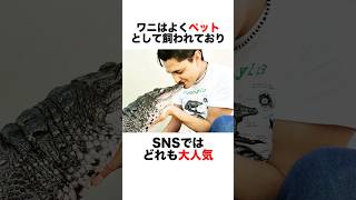 ワニがペットとして大人気‼️🥰　#動物 #animals #雑学