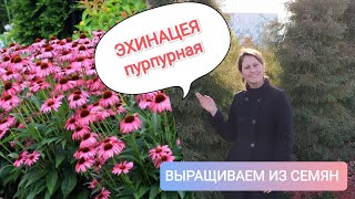 Эхинацея пурпурная, выращивание из семян. От посева до пикирования.