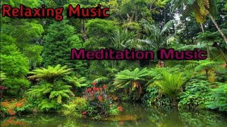 WOODLAND Birds Forest RELAXATION Soothing Forest Birds Singing,Relaxing Music Lk