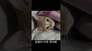 반항하는 아기고양이  #shorts