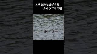 エサを持ち逃げするカイツブリの親 #shorts #カイツブリ #grebe #親子 #野鳥観察