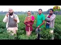 krishoker dinkal hybrid chely হাইব্রিড মরিচ চাষে বিঘা প্রতি দেড় লাখ টাকা আয়।