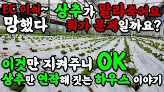 상추, 배추가 말라죽어요 원인은 퇴비? 바로 이것!! #전기전도도 #상추잘키우는법 #배추농사잘짓는법