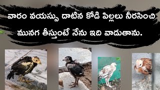 కోడి పిల్లలు నీరసించి చిక్కిపోతుంటే || chicks || chick health || homeopathy || weekness