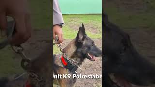 Cara Latih Anjing Pelacak Narkoba