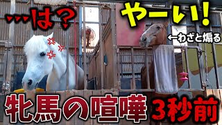 怒っている白馬にわざと煽る栗毛の牝馬がヤバすぎた…。絶対にわざとだろ！！【ツルマルボーイ様のシモベ】