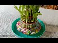 बाम्बू प्लान्ट लाई यसरी केयर गर्नू होस् फ्री मा how to care lucky bamboo plants in nepali 👍👍❤️💞