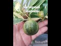 Variegated Calamondin Lime Dwarf Type