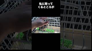 【インドコキンメフクロウ】のキンちゃんを大阪府和泉市【爬虫類市場】さんからお迎えしました！