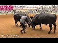 牛突き大会・夏場所（隠岐） 衆目くぎ付けの真剣勝負　【未来へつなぐ ～山陰の祭り・行事〈2〉】