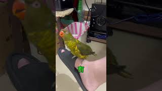 翡翠吸蜜鸚鵡，咬拖鞋被罵狂道歉#鸚鵡 #鳥 #好笑 #可愛 #翡翠 #麟胸吸蜜鸚鵡  #parrot #cute #birds  #mama #Trichoglossus