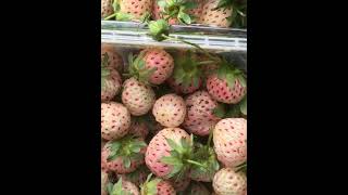 Strawberry 🍓 and Pineberry harvest  | Çilek ve Beyaz çilek hasadı