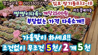 명심e다육 가을맞이 착한국민다육 | 귀엽게 야무지게 다져진 아가들 | 무조건2개5천\u00261개5천 | 협소한장소에  안성맞춤