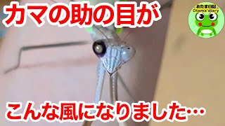 カマキリ日記#100 カマの助の目がサイボーグみたいになってしまいました・・。うっしー。庭のほのぼの動画【おたま日記】