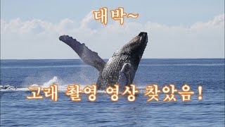 [OZPARK 박반장]{순삭주의}바로 코앞 5m 혹등고래 실물영접#humpback whale