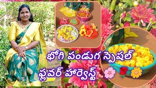 పండగ స్పెషల్ ఫ్లవర్ హార్వెస్ట్🌸🌹sankranti festival vibes😍🥳 flower harvest