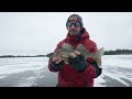 ice fishing walleye w jeff gustafson u0026 northland buck shot rattle spoon