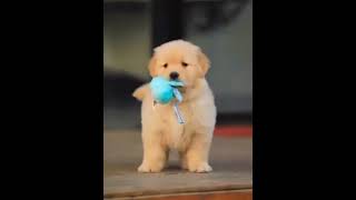 Cute puppies அழகான நாய் குட்டிகள்