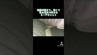 地震に怖がるミーアキャット。미어캣(meerkat)#shorts