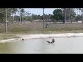 SWFL Eagles ~LOOK AT ME DAD I CAN SWIM! E Lands In Water & Swims To Shore! Other E Gets Fish 4.10.23