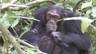 Chimp Grooming, with Lip Smacks