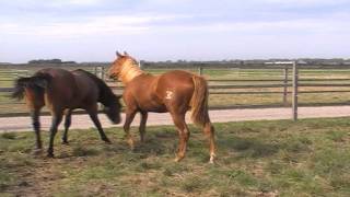 Sheza Sure Whiz,  2010 Quarter Horse sorrel filly  - FOR SALE