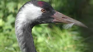 クロヅル と タンチョウ (井の頭自然文化園) 2018年9月9日