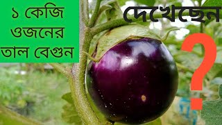 তাল বেগুন স্পেশাল একটি শস্য