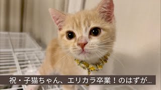 結膜炎の子猫、エリカラを外して大惨事になりました（生後２カ月半、お迎え３週目）【スコティッシュフォールド、立ち耳】結膜炎で目薬治療＆エリザベスカラー着用