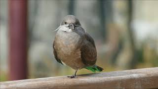 2017.12.15 Larosterna inca　インカアジサシ　（日本平動物園）