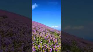 Neelakurinji flowers bloom once in 12 years Bababudangiri #chikmagalur #flowers