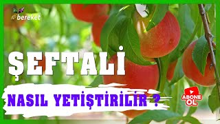 Tarımsal Eğitim - Şeftali Yetiştiriciliği