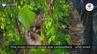 తమలపాకు సాగు పద్ధతులు | Cultivation practices of Betelvine | Outgrow