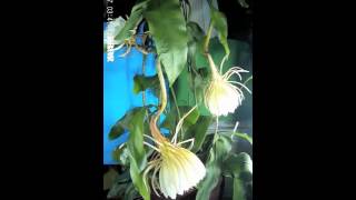 昙花一现。Epiphyllum time lapse