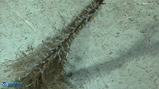 EX2603 Dive 01 ROV Shakedown May 19 2026
