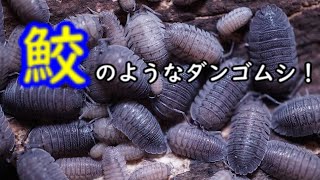 【ダンゴムシ】サメのようなダンゴムシ！？ペラッカエサメハダダンゴムシ紹介！　Armadillidium peraccae