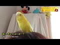 笑うお喋りインコ・怒るオカメインコへの一言がまた強烈！｜面白可愛いインコ動画895 talking budgie u0026angry cockatiel