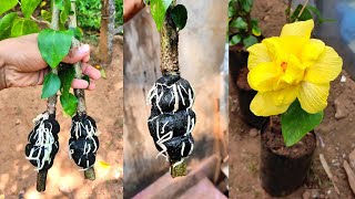 Yellow Hibiscus plant Air layering | how to do air layering on hibiscus plant