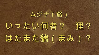 混乱のムジナ！　狸、アナグマ、マミ、ムジナ、いったいこれらはどういう存在なのか。