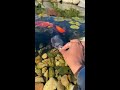 feeding time for my ochiba. these guys are friendly koi ochiba_koi pond waterfeatures