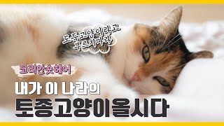 [펫과사전] ep02.내가 이나라의 토종고양이다! 코리안숏헤어