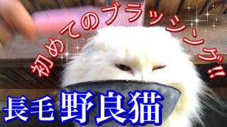 生まれて初めてブラッシング?!を体験した白い長毛野良猫の反応がこちらです