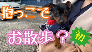 【ミニピン】ジロ、ほんとうに一瞬だけのお散歩【津軽弁】